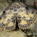 lobster_slipper_3fw_lc_h_0312_cay0434.jpg